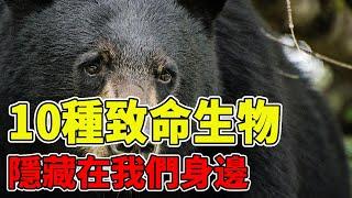 生活在中國的10種致命生物，野獸之王竟只能墊底，第一名時刻隱藏在我們身邊【黑土日記】