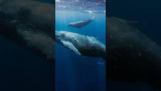 Whales Live WAY Longer Than We Thought!