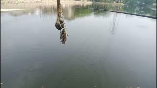 mancing di waduk sier surabaya //#mancingliarsurabaya