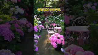 동화처럼 예쁜 서울 근교 수국 명소 | 6월 여행지 추천,수국명소,서울근교 가볼만한곳,율봄식물원,국내여행지 추천 #6월여행지