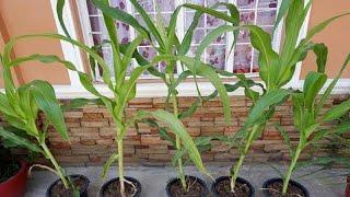 How to Grow Sweet Corn Plants at Home from Seeds in Plastic Containers