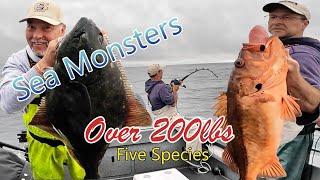 Deep Sea Monsters - Five Different Species - 200lbs Of Fish