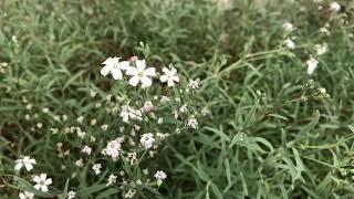 Gypsophila repens, Kriechendes Schleierkraut