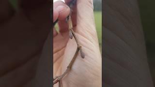 Winter Tree Identification - Alder Tree