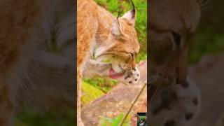 Amazing Scene of Wild Animals #animals #wildanimals #shorts