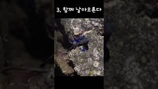 만다린 피쉬(Mandarin fish)의 밤문화 #바다 #다큐 #mating #밤문화