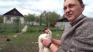 Деревенские будни