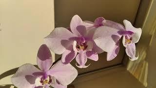 Обзор орхидеи Schilleriana × sib .Посадка в мох. Первое цветение.21.06.20.