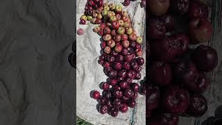 Upper Mustang ko apple . #tdv611 Tsarang Nepal.