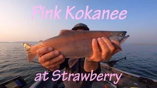 Pink Kokanee at Strawberry