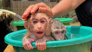 On the second day of their new home, baby monkeys Momo and Nana were given a cool bath and food