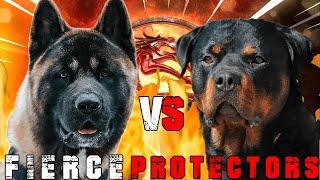 American Akita vs Rottweiler | Rottweiler vs Akita | Powerful Guard Dog? | Billa Boyka |