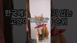 한국에서 가장 인기 많은 고양이 순위 Top7 #고양이 #반려묘 #shorts