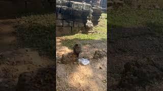 Cheeky monkeys STEALING food from tourists at Angkor Wat #shorts #monkey #mono #stealing #angkorwat