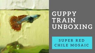 Guppy Train: Super Red Chile Mosaic Elephant Ear Strain