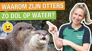 ACHTER DE SCHERMEN BIJ DE OTTERS MET DE DIERVERZORGER!  | Carlijns Dierenvraag #41