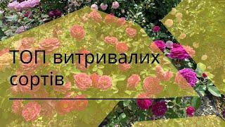 Мої стійкі до захворювань троянди. Список топ сортів згідно власних спостережень під кінець сезону