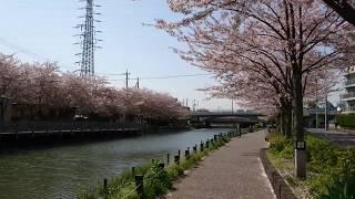 [Japan] ４月中旬 東京都の桜 Sakura in Tokyo