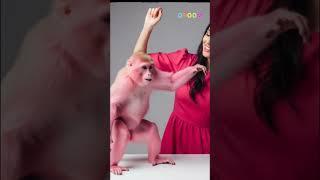 Phone: Monkey of Venus vs. My Groom - Family Understanding Game