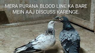 MERA PURANA BLOOD LINE KABOOTAR KA BARE MEIN AAJ DISCUSS KARENGE.