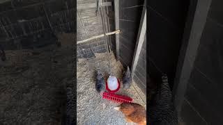 The BEST Way to Hang Your Chickens water!