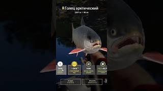 Обожаю счастливые часы в РР4️ #fishing #рыбалка #carpfishing #game #рыба #carp #games