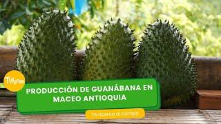 Producción de Guanábana en Maceo Antioquia- TvAgro por Juan Gonzalo Angel Restrepo