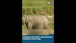 KAZIRANGA’S WILD TRINITY: TIGER, BUFFALOES, & ELEPHANTS IN ONE FRAME