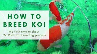 How to breed koi? The first time to show Mr. Pan's koi farm process