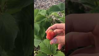 Strawberry’s are very red #shorts #strawberry #strawberries