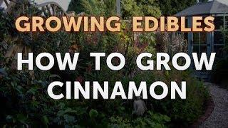 How to Grow Cinnamon