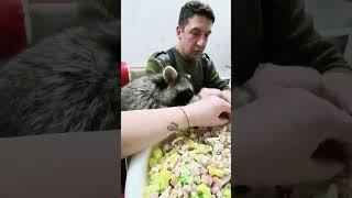 веселье енотовое #помощьбездомнымживотным #ямыилюша #анапа #raccoon