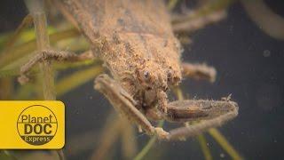 Water Scorpions | Planet Doc Express Documentaries