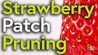 How to Prune your Strawberry Plants Ready for Fantastic Fruit - Pots & Trowels