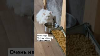 Очень много засиделось у меня. Заберите.Данные в профиле. #домашниеживотные #помощьбездомным #приют