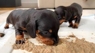 Dachshund puppies eat solid food for the first time.