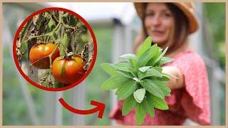  Das wirksamste Hausmittel gegen die Kraut- und Braunfäule: kranke Tomaten behandeln!