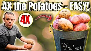 Grow 4X More Potatoes in Containers – Fast & Easy Harvest!