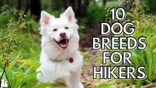 Top Dog Breeds for Outdoor Adventure: Ultimate Canine Companions for Active Lifestyles!