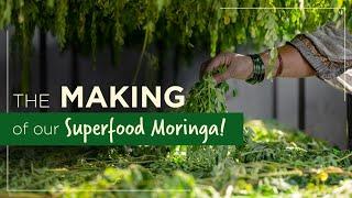 MAKING OF MORINGA POWDER I Two Brothers Organic Farms Moringa Powder I Miracle Tree I Drumstick Tree