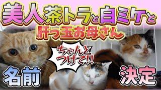 荒れる母猫も少しずつ心を開く…名前が運ぶ新たな希望