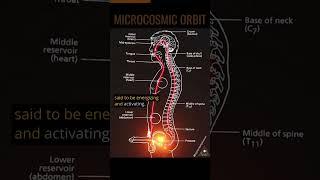 The Microcosmic Orbit  Sexual Energy Circulation 