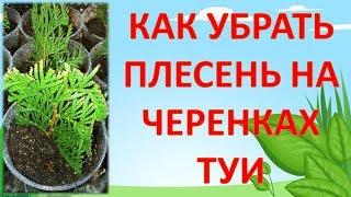 ВЫРАЩИВАНИЕ саженцев ТУИ  ИЗ ЧЕРЕНКОВ И БОРЬБА С ПЛЕСЕНЬЮ. Как выращивать тую из черенков.