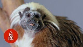 The Cotton-Top Tamarin Hangs On for Survival