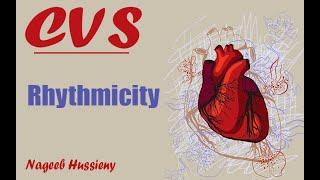 Rhythmicity | CVS | Nageeb Hussieny 2022