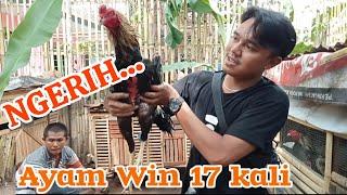 NGERI AYAM BANGKOK WIN 17 KALI ( PETARUNG WAJIB NONTON ) Konten hiburan