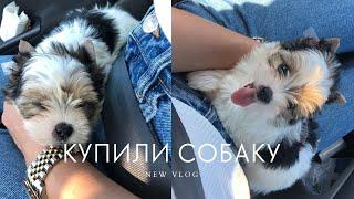 VLOG: СБЫЛАСЬ САМАЯ БОЛЬШАЯ МЕЧТА МОЕЙ ЖИЗНИ! КУПИЛИ СОБАКУ, КАК НАЗВАЛИ? СИЖУ НА БОЛЬНИЧНОМ