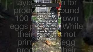 All about Chicken Breeds | Indian Game