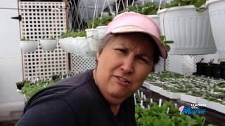 Comment avoir des fraises en quantité - capsule hebdomadaire 4 2018 - Marthe Laverdière