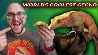 Crested Gecko Breeding Made Easy!